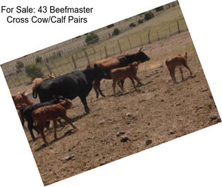 For Sale: 43 Beefmaster Cross Cow/Calf Pairs