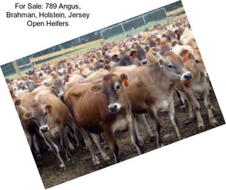 For Sale: 789 Angus, Brahman, Holstein, Jersey Open Heifers