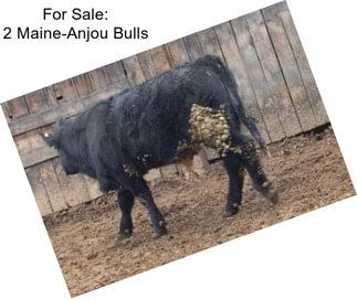 For Sale: 2 Maine-Anjou Bulls