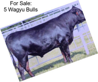 For Sale: 5 Wagyu Bulls