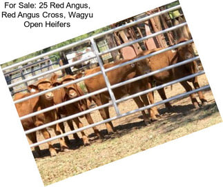 For Sale: 25 Red Angus, Red Angus Cross, Wagyu Open Heifers