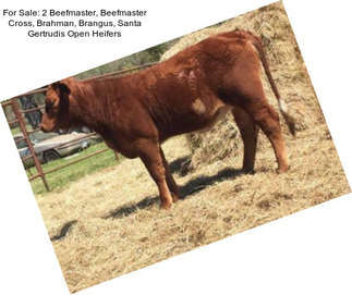 For Sale: 2 Beefmaster, Beefmaster Cross, Brahman, Brangus, Santa Gertrudis Open Heifers