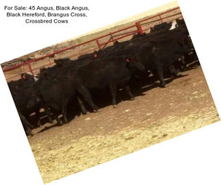 For Sale: 45 Angus, Black Angus, Black Hereford, Brangus Cross, Crossbred Cows