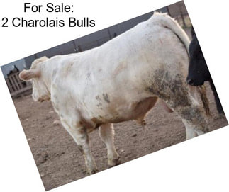 For Sale: 2 Charolais Bulls