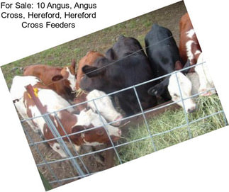 For Sale: 10 Angus, Angus Cross, Hereford, Hereford Cross Feeders