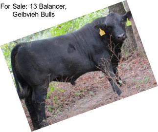 For Sale: 13 Balancer, Gelbvieh Bulls