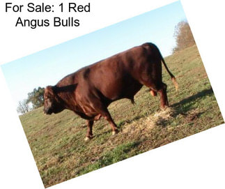 For Sale: 1 Red Angus Bulls