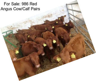 For Sale: 986 Red Angus Cow/Calf Pairs