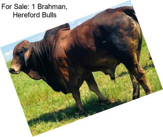 For Sale: 1 Brahman, Hereford Bulls