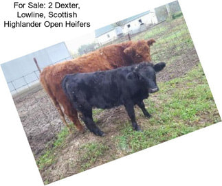For Sale: 2 Dexter, Lowline, Scottish Highlander Open Heifers