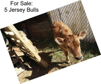 For Sale: 5 Jersey Bulls