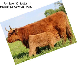 For Sale: 30 Scottish Highlander Cow/Calf Pairs