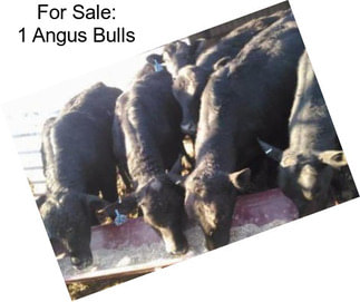 For Sale: 1 Angus Bulls