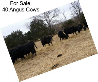 For Sale: 40 Angus Cows