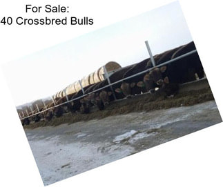 For Sale: 40 Crossbred Bulls