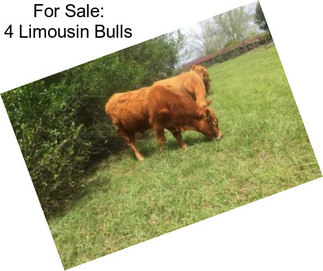 For Sale: 4 Limousin Bulls