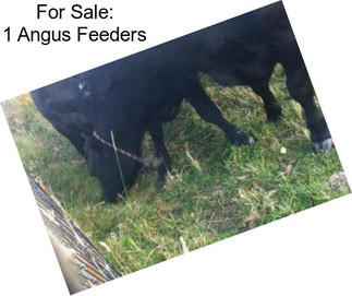 For Sale: 1 Angus Feeders