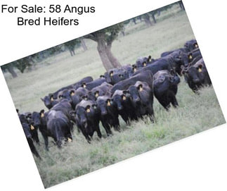 For Sale: 58 Angus Bred Heifers