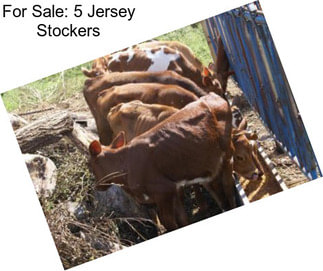 For Sale: 5 Jersey Stockers