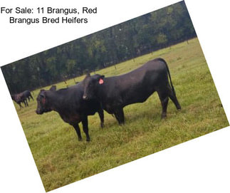 For Sale: 11 Brangus, Red Brangus Bred Heifers