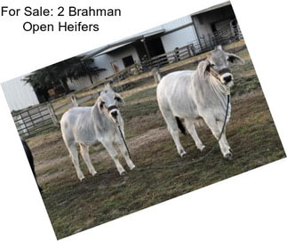 For Sale: 2 Brahman Open Heifers