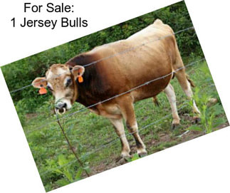 For Sale: 1 Jersey Bulls