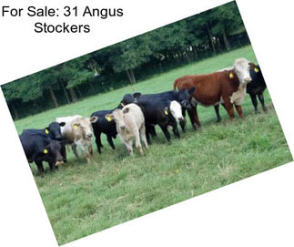 For Sale: 31 Angus Stockers