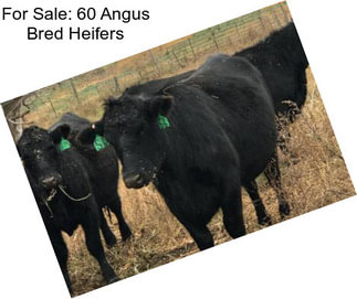 For Sale: 60 Angus Bred Heifers