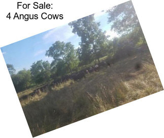 For Sale: 4 Angus Cows