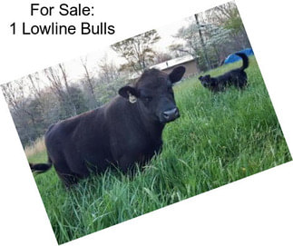 For Sale: 1 Lowline Bulls