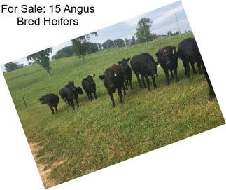 For Sale: 15 Angus Bred Heifers