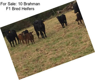 For Sale: 10 Brahman F1 Bred Heifers
