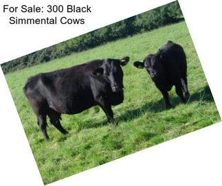 For Sale: 300 Black Simmental Cows