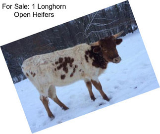 For Sale: 1 Longhorn Open Heifers