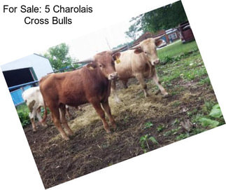 For Sale: 5 Charolais Cross Bulls