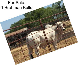 For Sale: 1 Brahman Bulls