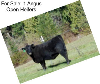 For Sale: 1 Angus Open Heifers