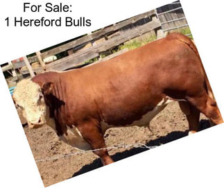 For Sale: 1 Hereford Bulls