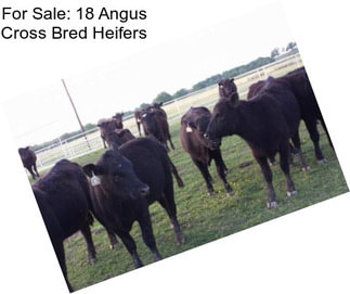 For Sale: 18 Angus Cross Bred Heifers