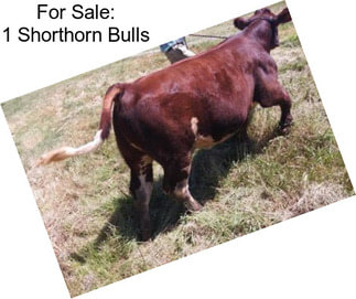 For Sale: 1 Shorthorn Bulls