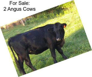For Sale: 2 Angus Cows