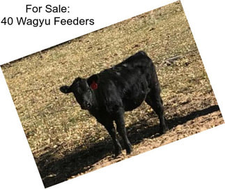 For Sale: 40 Wagyu Feeders