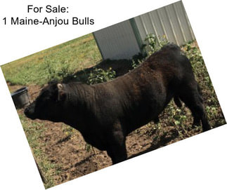 For Sale: 1 Maine-Anjou Bulls