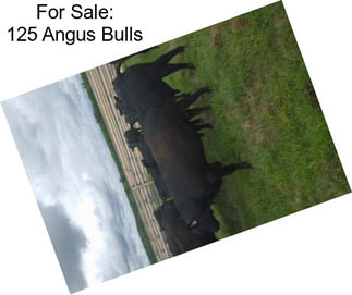 For Sale: 125 Angus Bulls