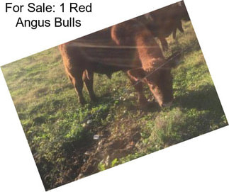 For Sale: 1 Red Angus Bulls