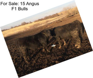 For Sale: 15 Angus F1 Bulls