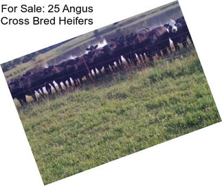 For Sale: 25 Angus Cross Bred Heifers