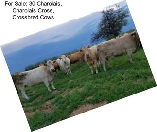 For Sale: 30 Charolais, Charolais Cross, Crossbred Cows