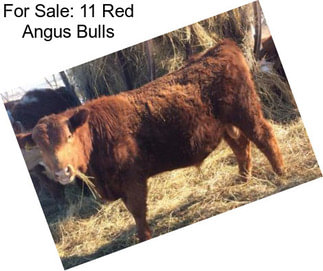 For Sale: 11 Red Angus Bulls