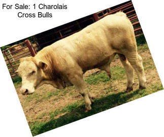 For Sale: 1 Charolais Cross Bulls